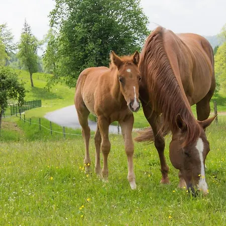 Ranch Marina Letovišče Koce