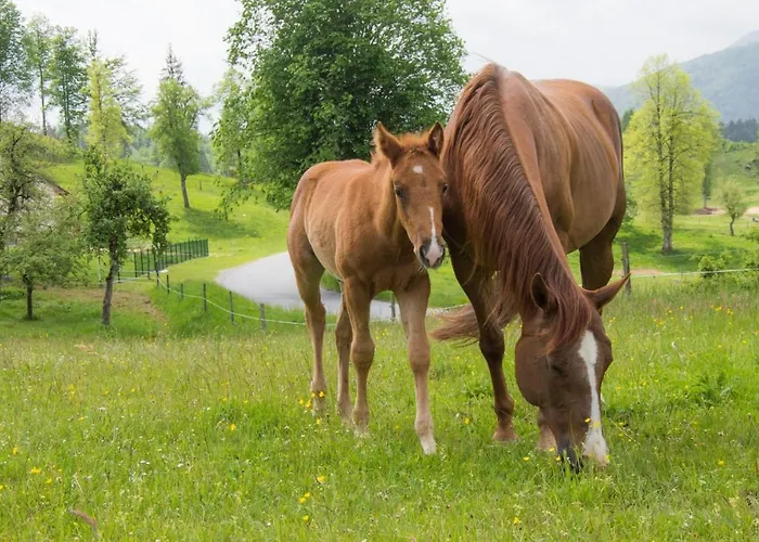 Ranch Marina Resort Koce