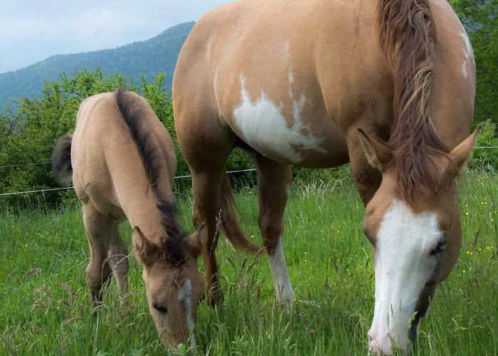 Ranch Marina منتجع