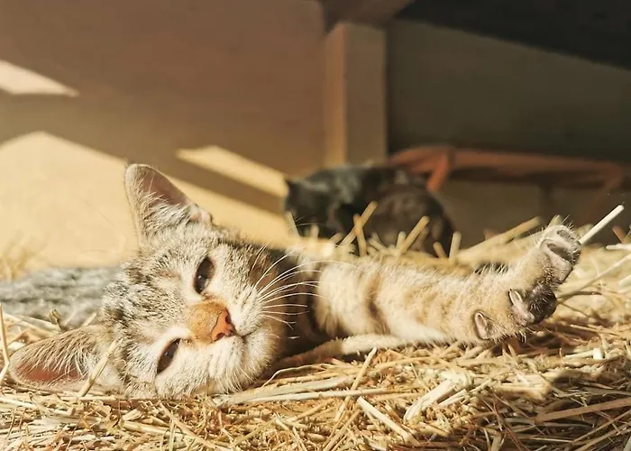 Ranch Marina 4* Koce